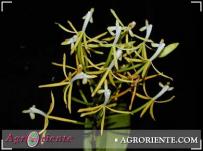 : Epidendrum euspathum